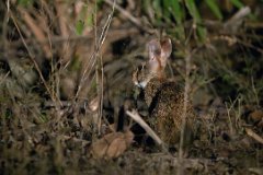 Brazilian rabbit