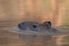 Capybara