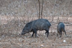 Collared peccary