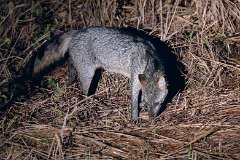 Crab-eating fox