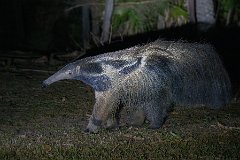 Giant anteater