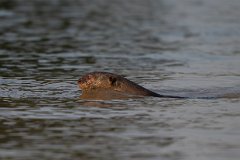 Giant otter