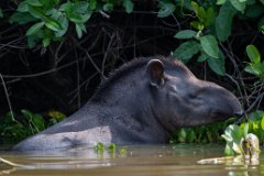 Lowland tapir