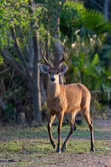 Marsh deer