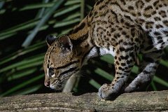 Ocelot