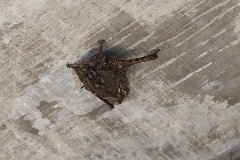 Proboscis bat