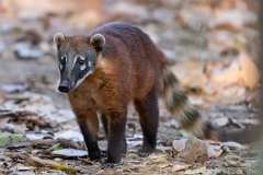 South American coati, Nasua nasua