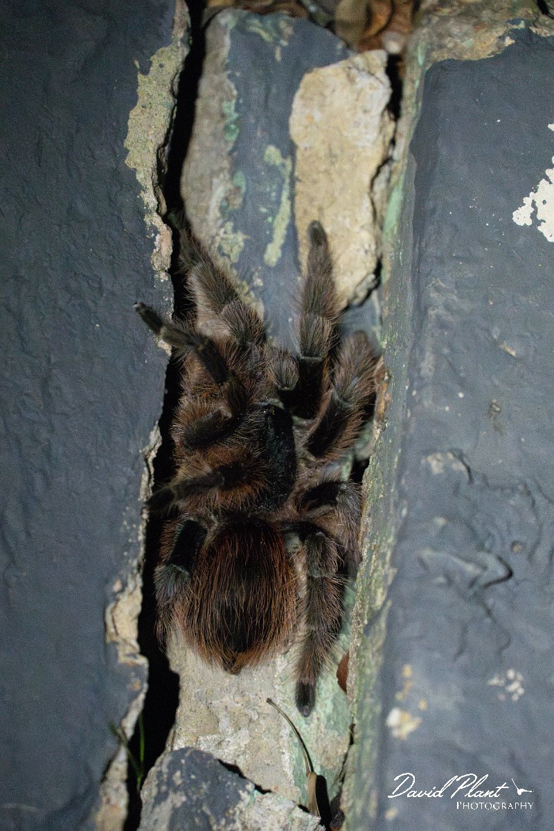 DPP - Pantanal - Acanthoscurria chacoana - B.jpg - Bolivian red rump tarantula, Acanthoscurria chacoana - Pantanal, Brazil