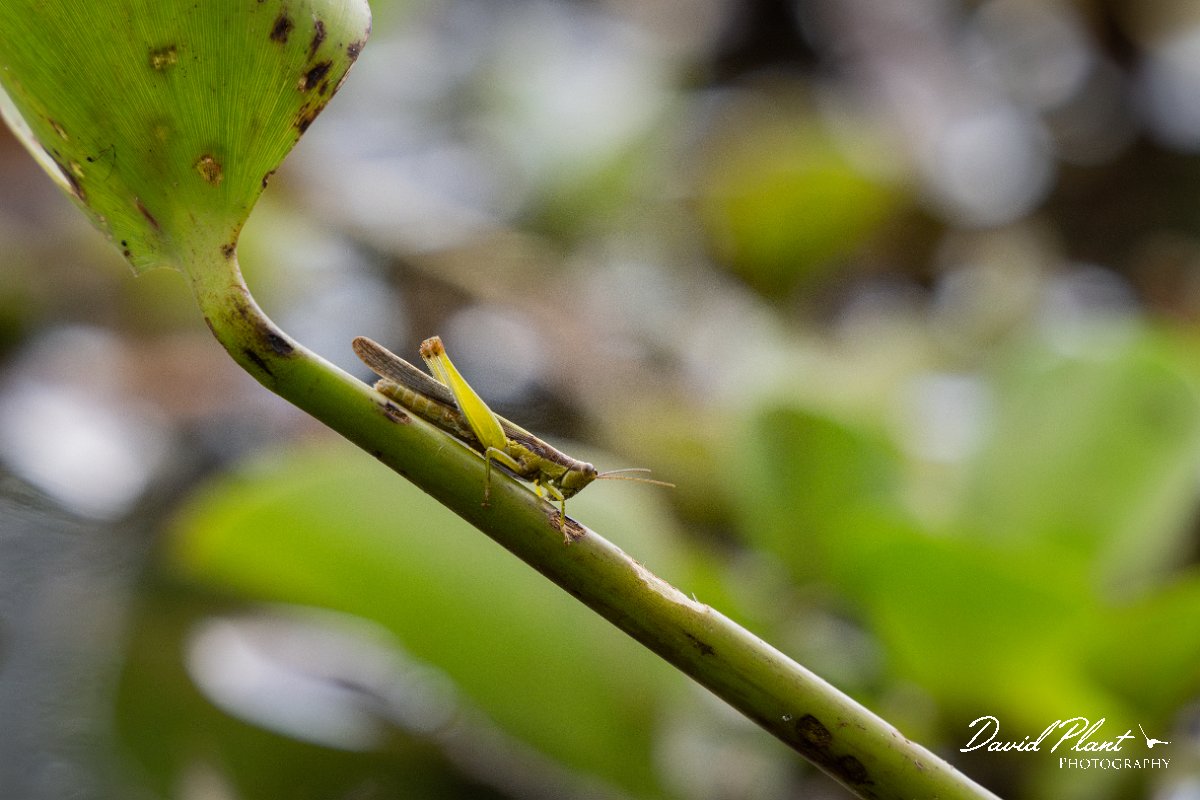 DPP - Pantanal - Cornops aquaticum - B.jpg - Cornops aquaticum - Rio Sararé, Pantanal, Brazil