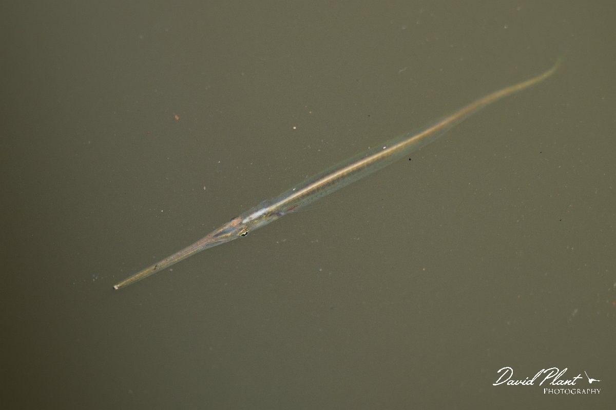 DPP - Pantanal - Potamorrhaphis eigenmanni - A.jpg - Eigenmann's needlefish, Potamorrhaphis eigenmanni - Rio Piquiri, Pantanal, Brazil
