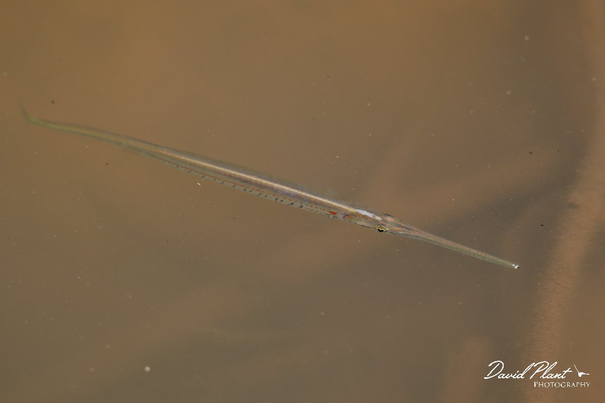 DPP - Pantanal - Potamorrhaphis eigenmanni - B.jpg - Eigenmann's needlefish, Potamorrhaphis eigenmanni - Rio Piquiri, Pantanal, Brazil
