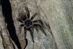 DPP - Pantanal - Acanthoscurria chacoana - A