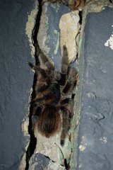 DPP - Pantanal - Acanthoscurria chacoana - B