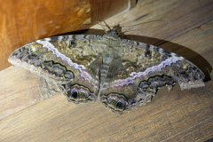 DPP - Pantanal - Black witch, Ascalapha odorata - A