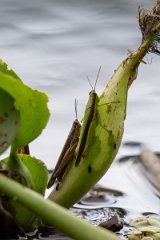 DPP - Pantanal - Cornops aquaticum - A