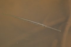 DPP - Pantanal - Potamorrhaphis eigenmanni - B