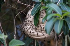 DPP - Pantanal - Red-headed polybia wasp, Polybia ruficeps - A