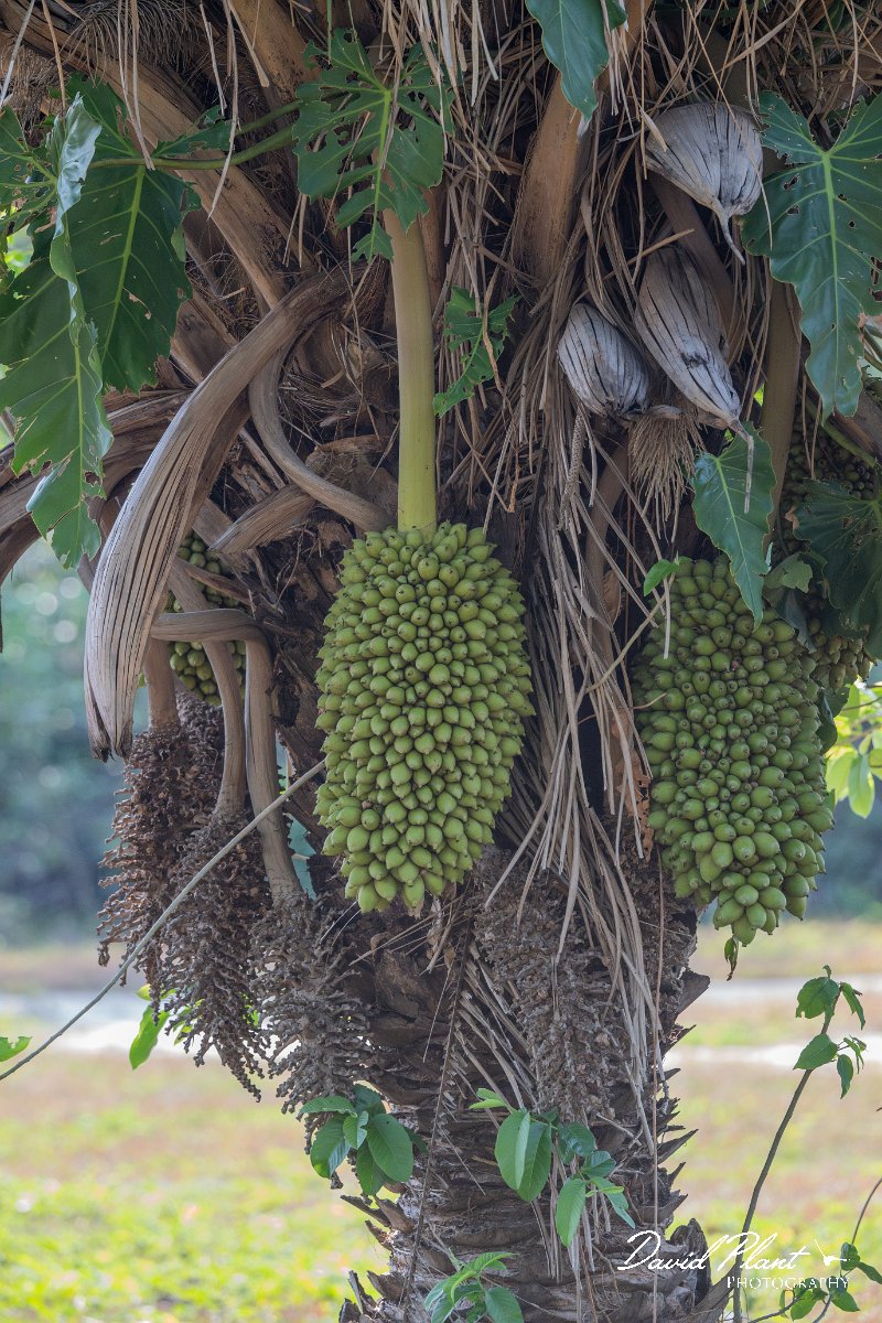 DPP - Pantanal - Acuri palm, Attalea phalerata - A.jpg - Acuri palm, Attalea phalerat - Pantanal, Brazil