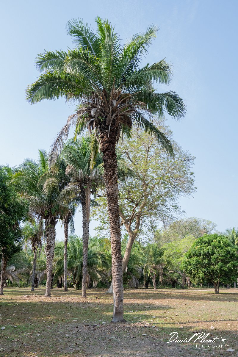 DPP - Pantanal - Acuri palm, Attalea phalerata - C.jpg - Acuri palm, Attalea phalerat - Pantanal, Brazil