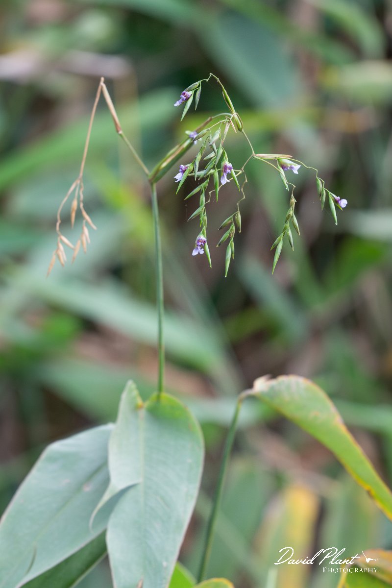 DPP - Pantanal - Alligator flag, Thalia geniculata - A.jpg - Alligator flag, Thalia geniculata - Transpantaneira, Brazil
