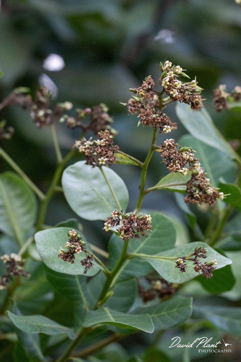 DPP - Pantanal - Cashew, Anacardium occidentale - A.jpg - Cashew, Anacardium occidentale - Pantanal, Brazil