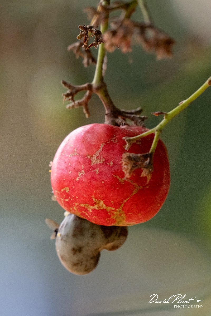 DPP - Pantanal - Cashew, Anacardium occidentale - B.jpg - Cashew, Anacardium occidentale - Pantanal, Brazil