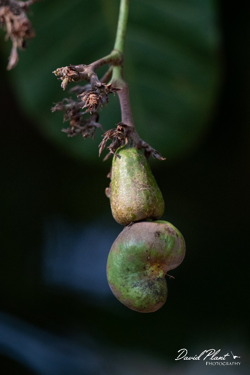 DPP - Pantanal - Cashew, Anacardium occidentale - D.jpg - Cashew, Anacardium occidentale - Pantanal, Brazil