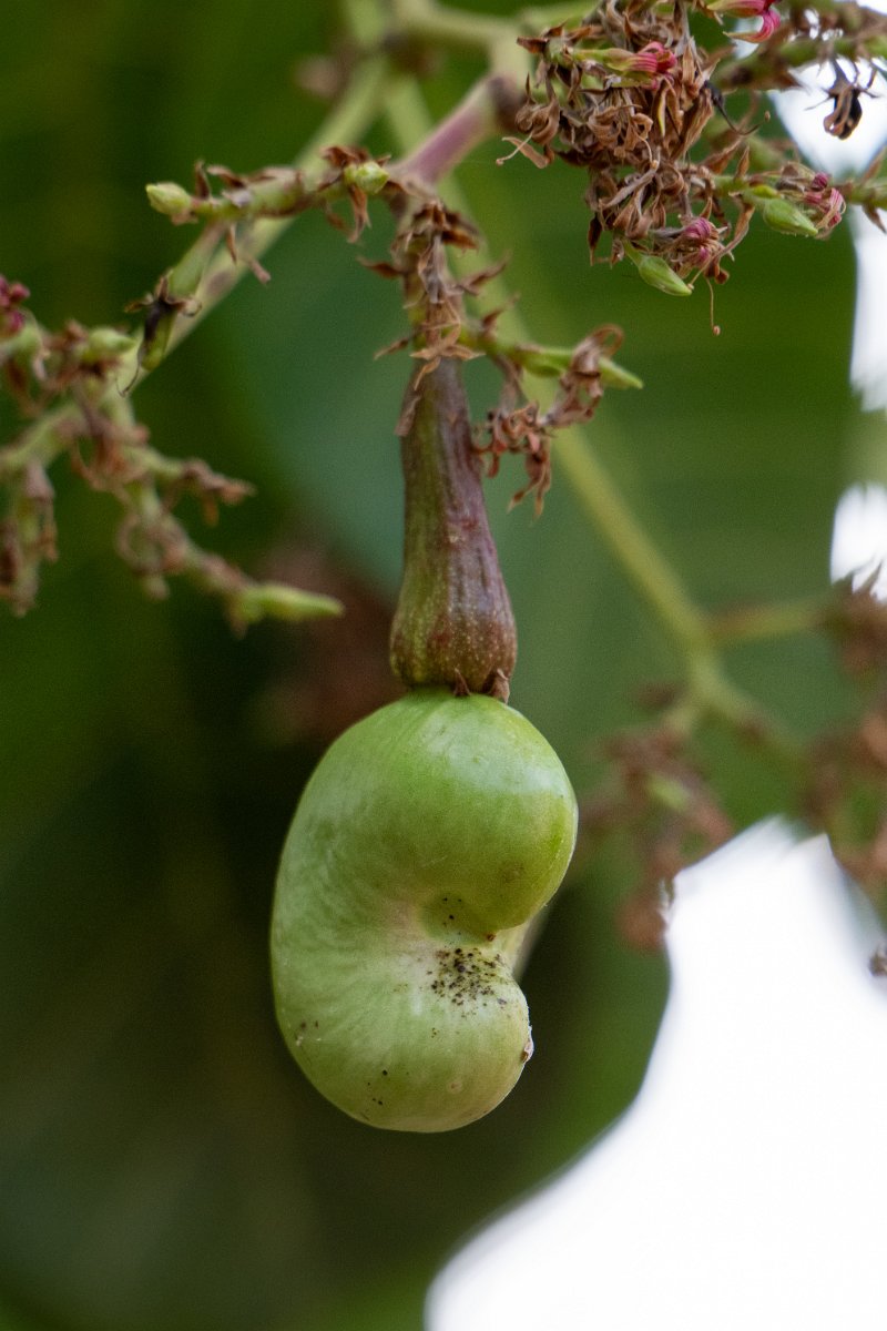 DPP - Pantanal - Cashew, Anacardium occidentale - F.jpg - Cashew, Anacardium occidentale - Pantanal, Brazil