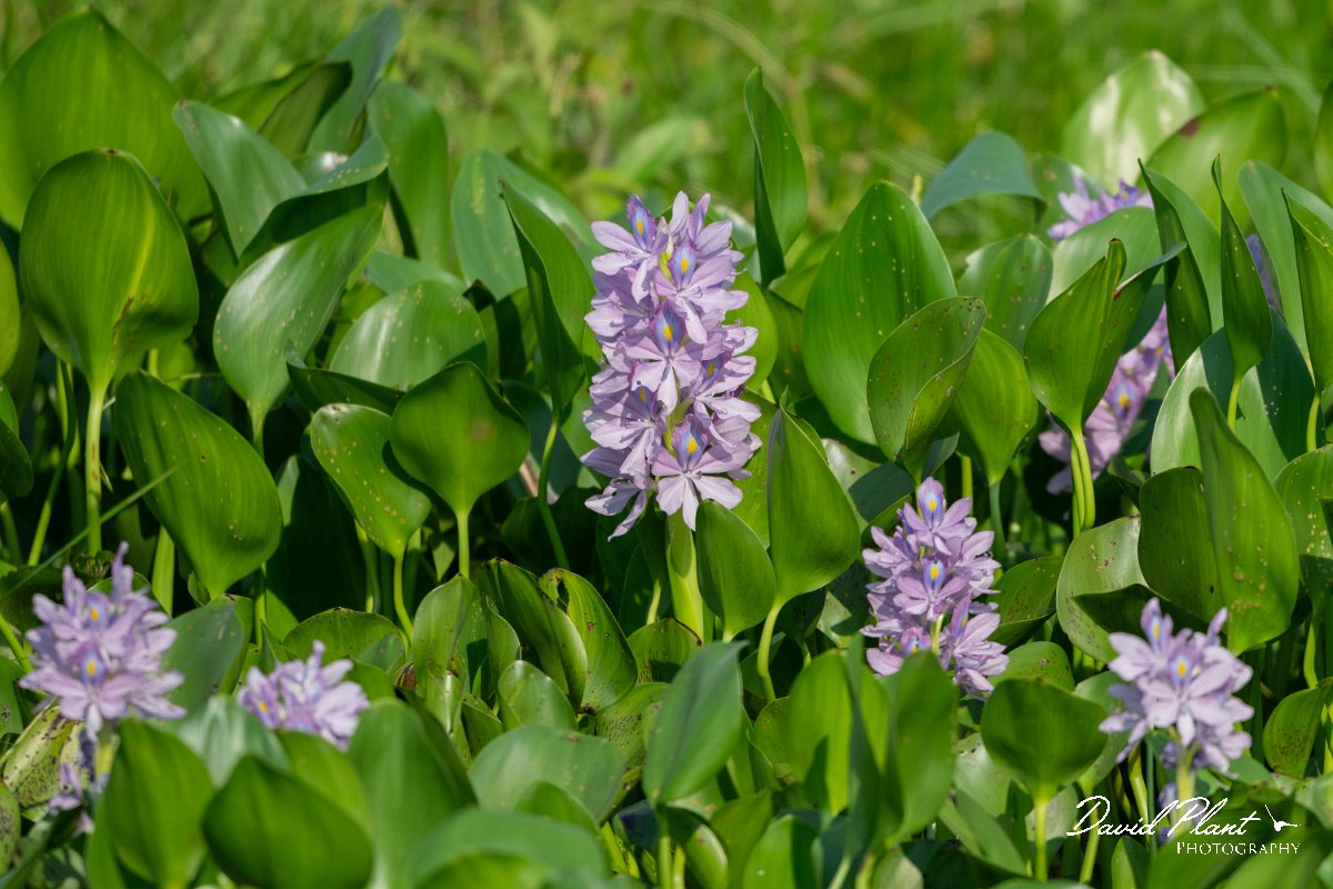 DPP - Pantanal - Common water hyacinth, Pontederia crassipes - A.jpg - Common water hyacinth, Pontederia crassipe - Rio São Lourenço, Pantanal, Brazil