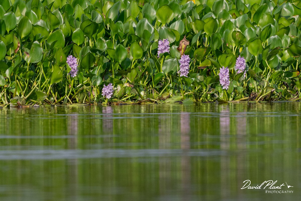 DPP - Pantanal - Common water hyacinth, Pontederia crassipes - B.jpg - Common water hyacinth, Pontederia crassipe - Rio São Lourenço, Pantanal, Brazil