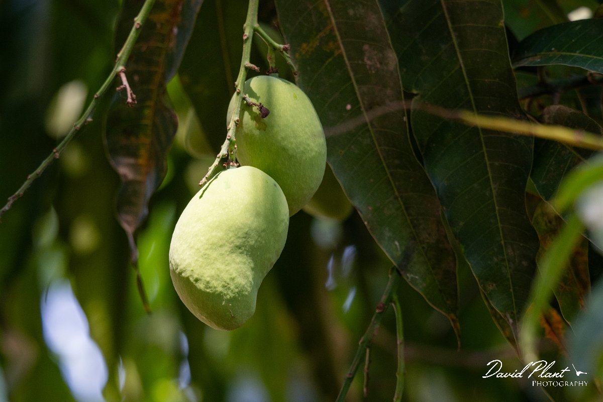 DPP - Pantanal - Mango, Mangifera indica - A.jpg - Mango, Mangifera indica - Pantanal, Brazil