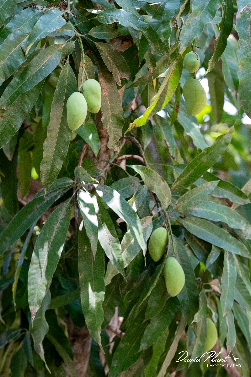 DPP - Pantanal - Mango, Mangifera indica - C.jpg - Mango, Mangifera indica - Pantanal, Brazil