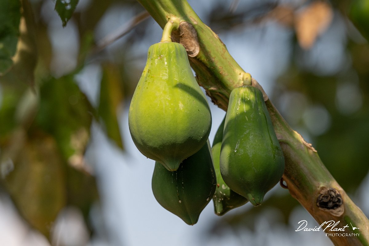DPP - Pantanal - Papyaya, Carica papaya - A.jpg - Papyaya, Carica papaya - Pantanal, Brazil