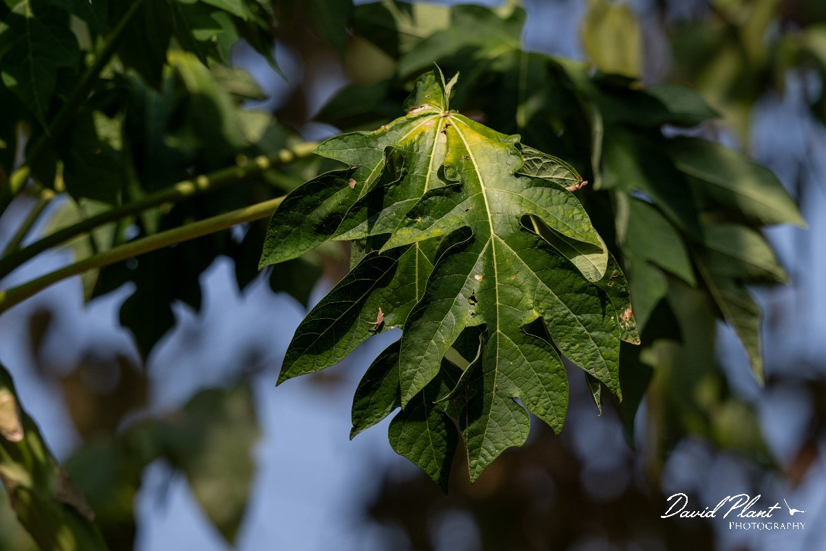 DPP - Pantanal - Papyaya, Carica papaya - B.jpg - Papyaya, Carica papaya - Pantanal, Brazil