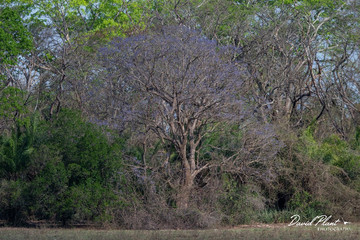 DPP - Pantanal - Taruma, Vitex megapotamica - A.jpg - Vitex cymosa  - Pantanal, Brazil