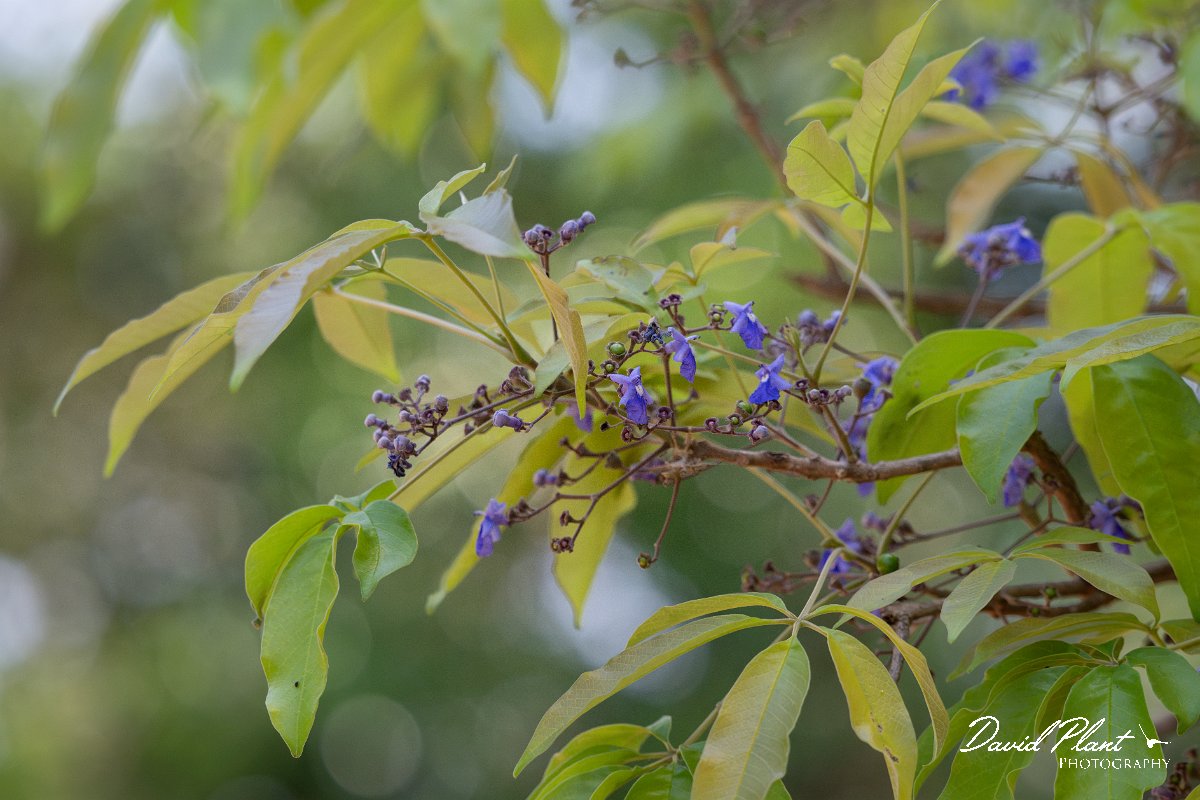 DPP - Pantanal - Vitex cymosa - A.jpg - Vitex cymosa  - Pantanal, Brazil