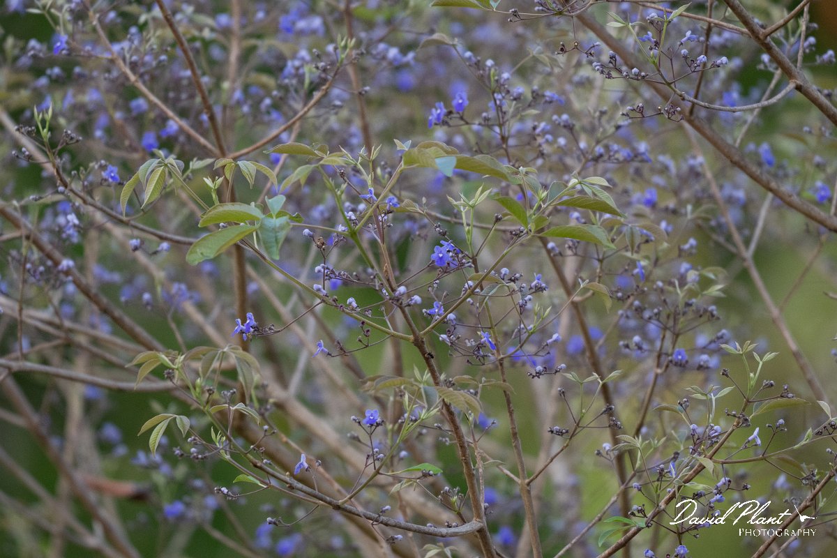 DPP - Pantanal - Vitex cymosa - B.jpg - Vitex cymosa  - Pantanal, Brazil