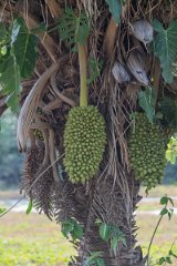 DPP - Pantanal - Acuri palm, Attalea phalerata - A