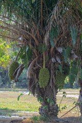 DPP - Pantanal - Acuri palm, Attalea phalerata - B