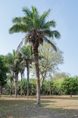 DPP - Pantanal - Acuri palm, Attalea phalerata - C