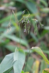 DPP - Pantanal - Alligator flag, Thalia geniculata - A