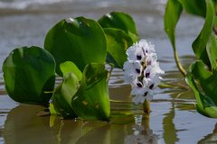 DPP - Pantanal - Anchored Water Hyacinth Pontederia azurea - A