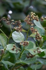 DPP - Pantanal - Cashew, Anacardium occidentale - A