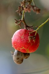 DPP - Pantanal - Cashew, Anacardium occidentale - B