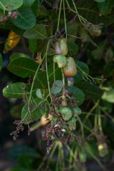 DPP - Pantanal - Cashew, Anacardium occidentale - C