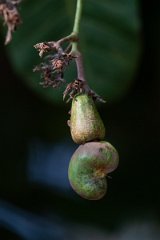DPP - Pantanal - Cashew, Anacardium occidentale - D