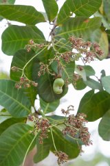 DPP - Pantanal - Cashew, Anacardium occidentale - E