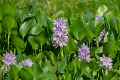DPP - Pantanal - Common water hyacinth, Pontederia crassipes - A