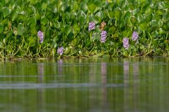 DPP - Pantanal - Common water hyacinth, Pontederia crassipes - B