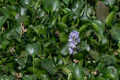 DPP - Pantanal - Common water hyacinth, Pontederia crassipes - C